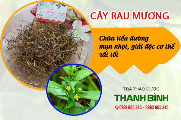 Cây rau mương khô 100g hàng công ty - đông y thanh bình