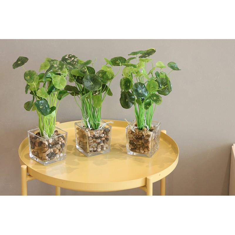 Cây nhựa PVC - Cây rau má nhật