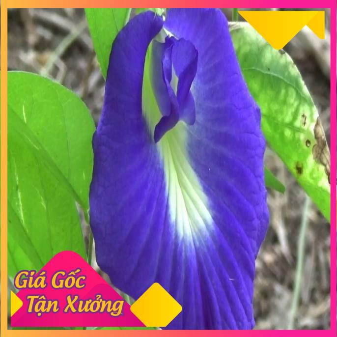 [HCM]Khu Vườn Hạt Giống Bông Biếc Butterfly Pea .