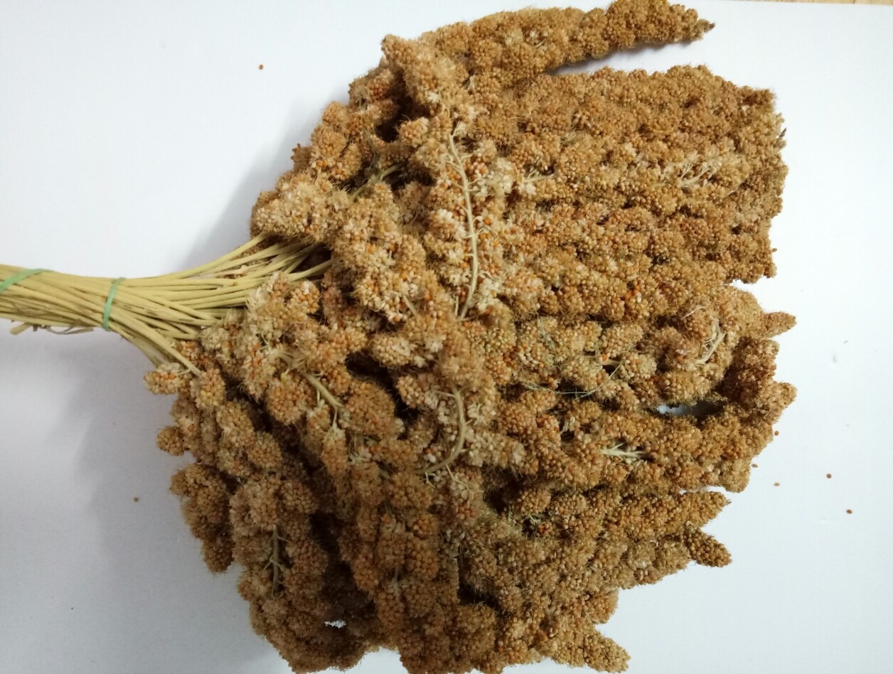 100g kê chùm gò công cho chim,vẹt, yến phụng