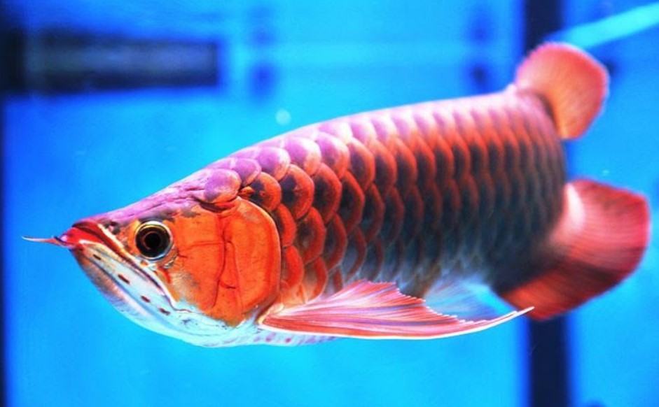 Thức ăn cá Koi Optimum hạt 5.5mm bao 7kg