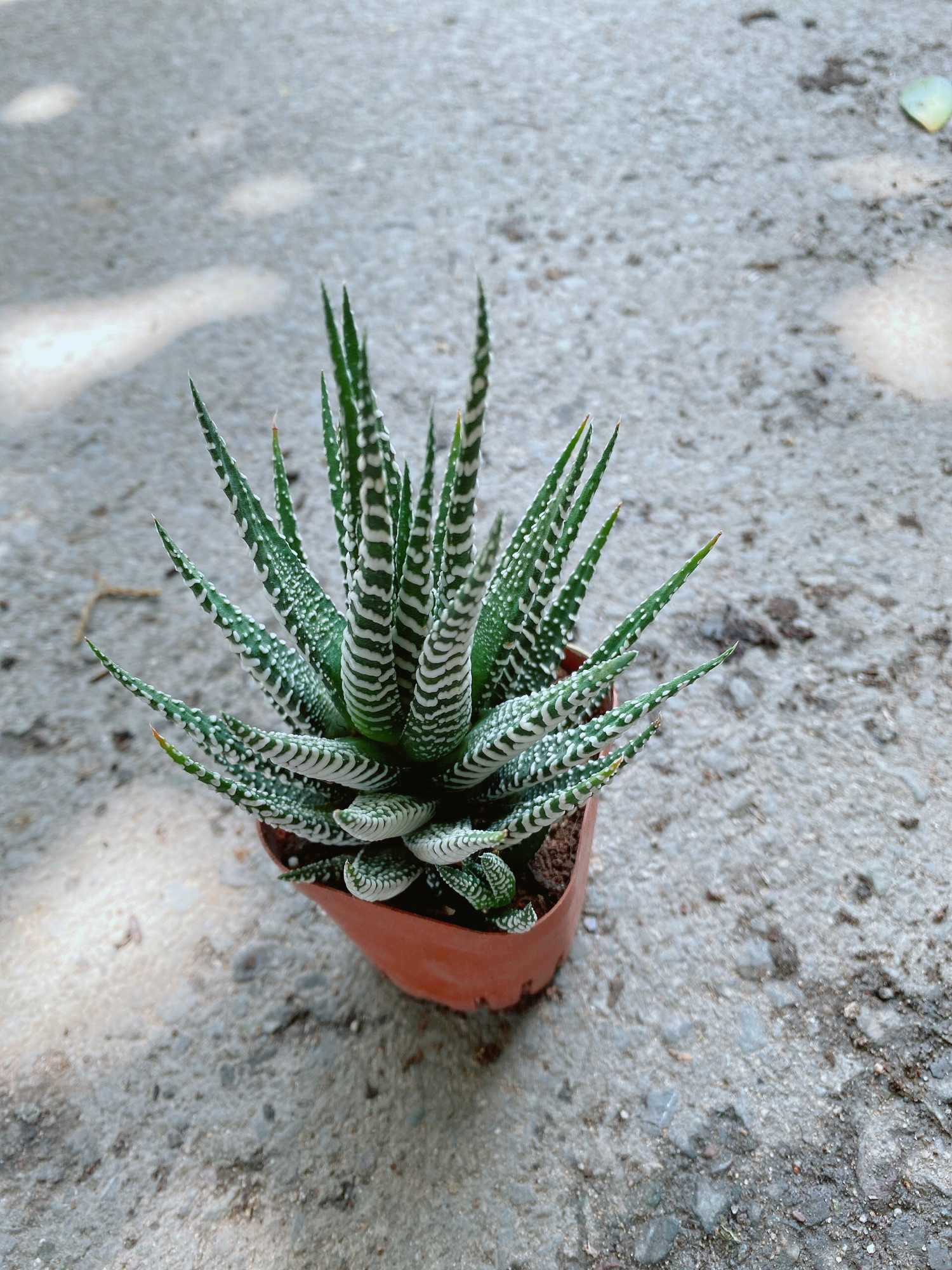 Cây Xương Rồng