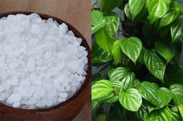 100gr bột lá trầu không xông hơ sau sinh