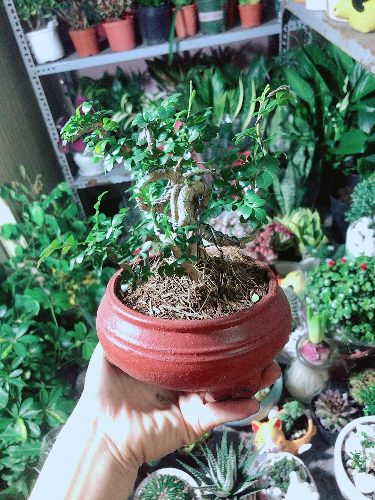 [HCM]Chậu Cây Cần Thăng Bonsai