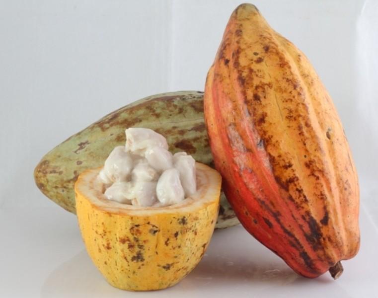[HCM]Bột Cacao Nguyên Chất LACACAO STANDARD 100g -The Kaffeine