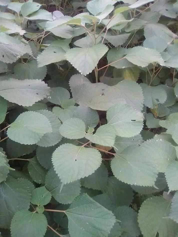 cây củ gai 90k 1kg