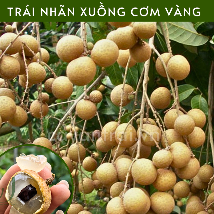 Cây Nhãn Xuồng Đang sẵn quả,dễ chăm sóc,cây khỏe