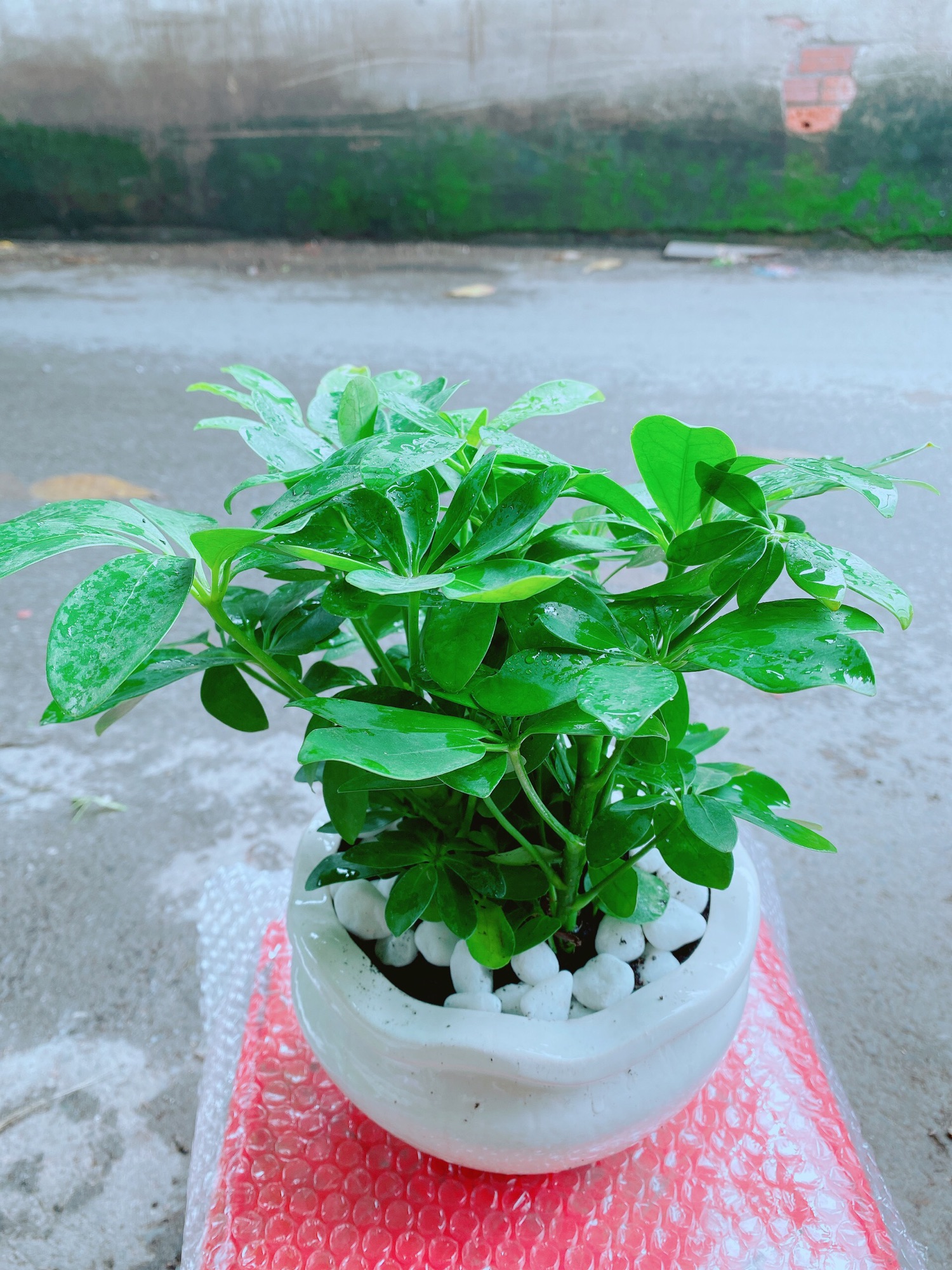 Chậu Cây Ngũ Gia Bì Để Bàn