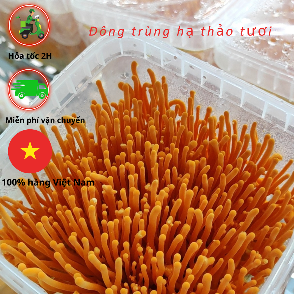Đông trùng hạ thảo tươi combo 5 hộp