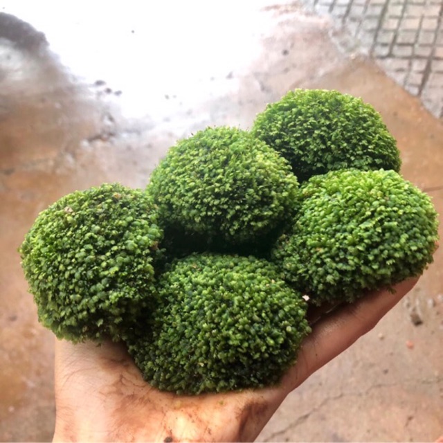 [HCM][MUA 10 TẶNG 1] ĐÁ RÊU MINIFISS LÁ NƯỚC - TRANG TRÍ HỒ TIỂU CẢNH