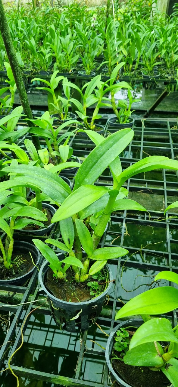 HOA LAN THỎ BAN MAI
