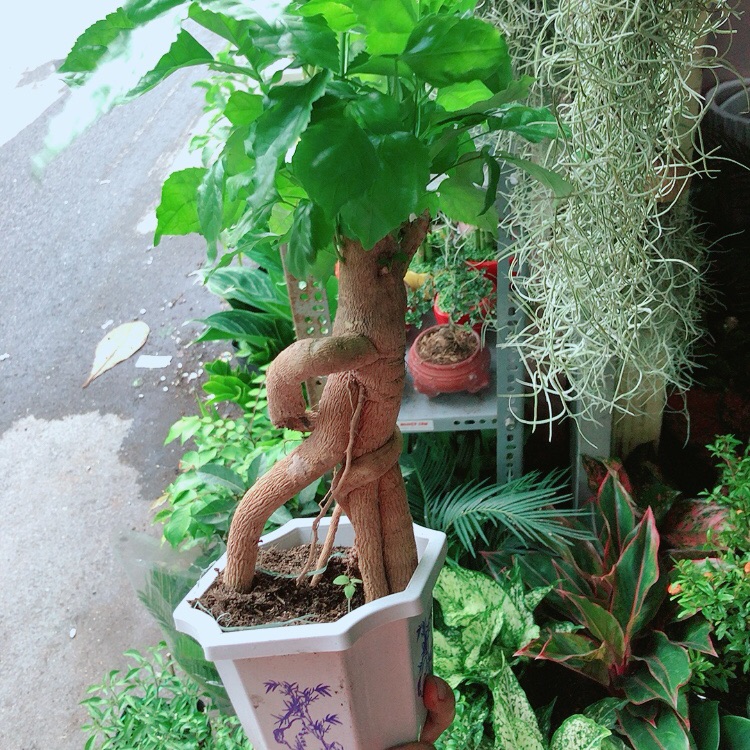 Chậu Cây Hạnh Phúc Bonsai