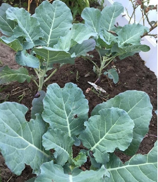 Mustard Greens Seeds (Mustard Greens) 10 Gram Package