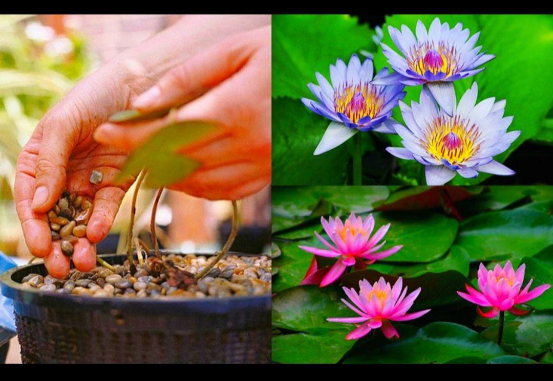 cây giống hoa súng thái lan mini