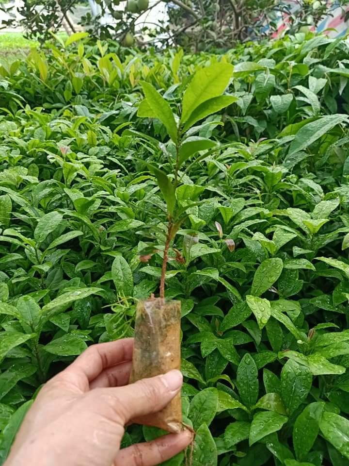 Conbo 3 Cây giống mai vàng Yên Tử