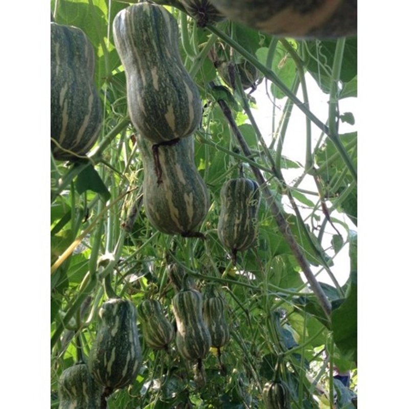 10 Hạt giống Bí hạt đậu tặng kèm kích mầm