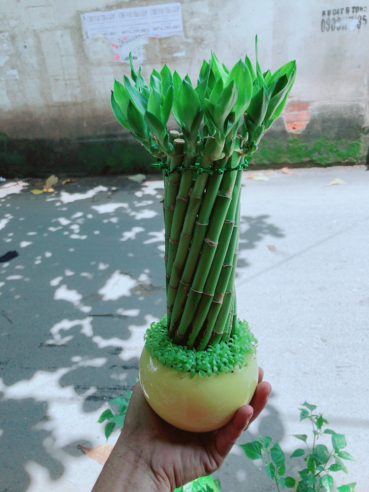 Chậu Trúc Phát Tài