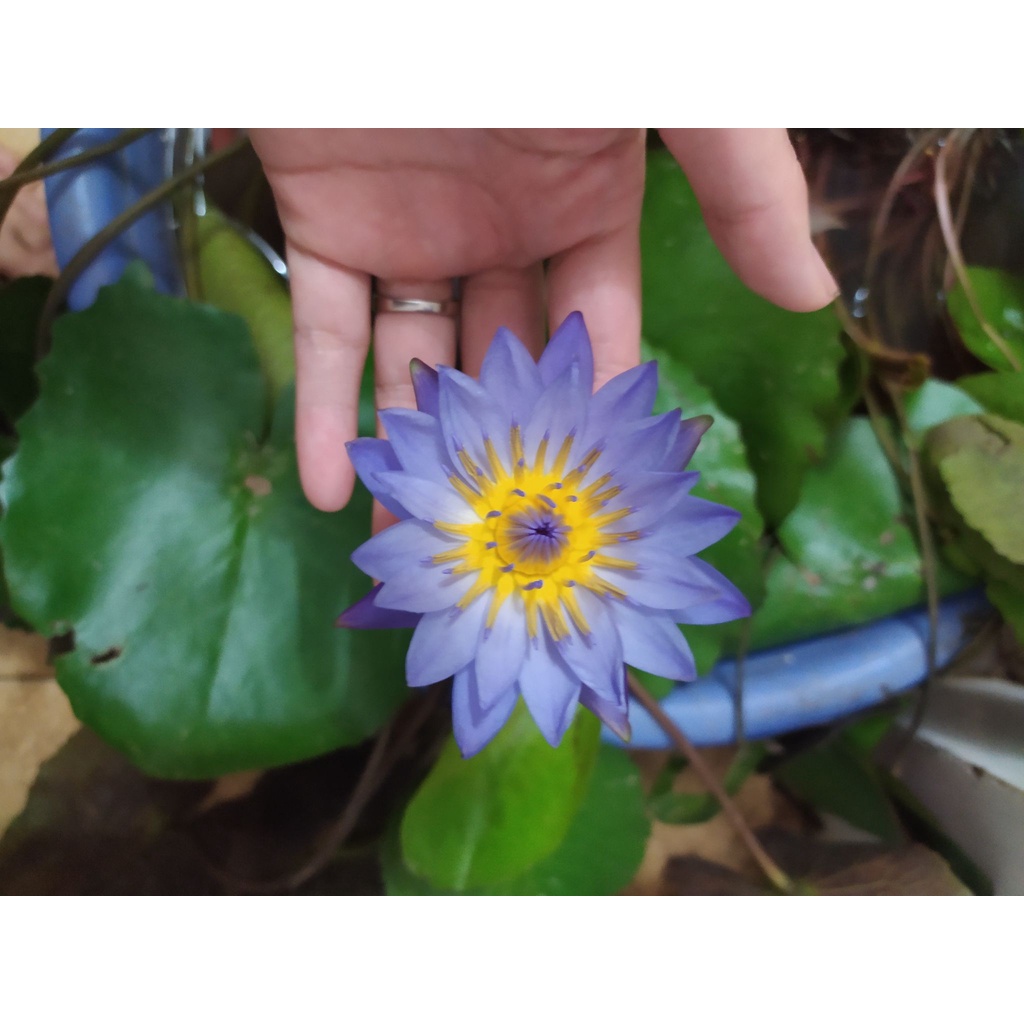 Củ hoa súng Thái nhiều màu