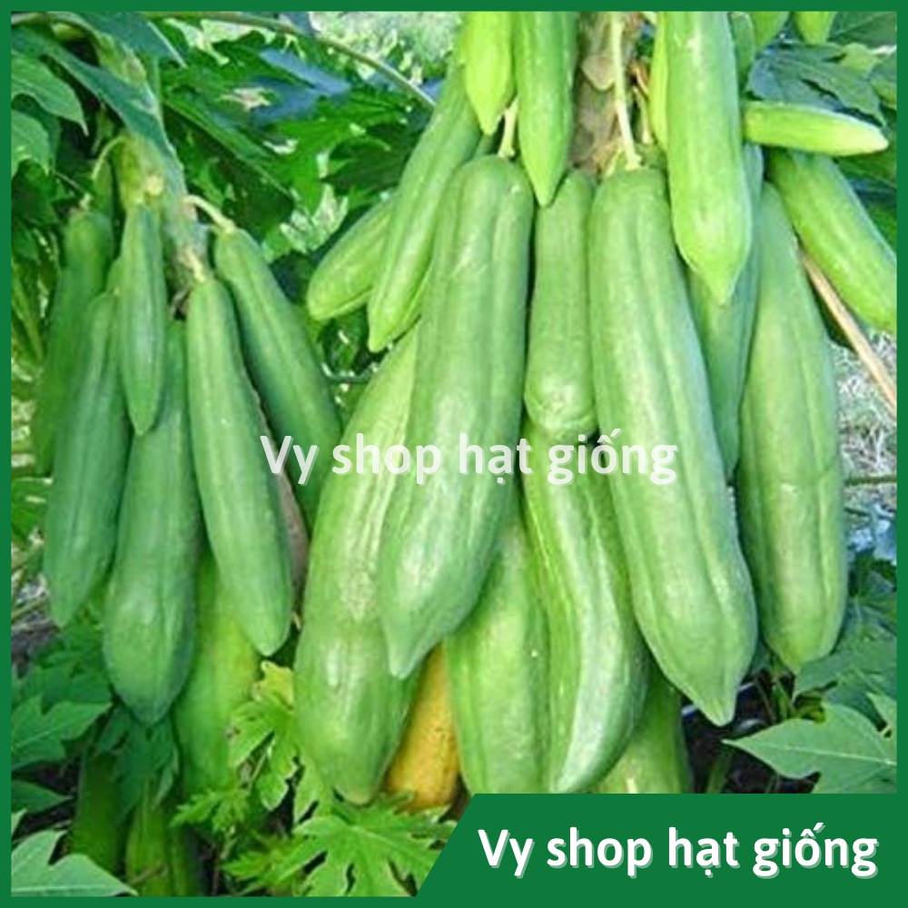Hạt giống đu đủ quả dài Thái Lan gói 20 hạt