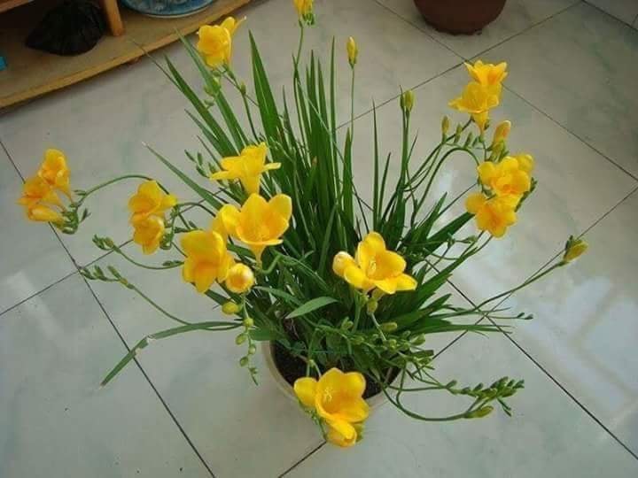 Củ giống hoa lan nam phi hoa màu vàng ( 1 củ - kèm 1 viên nén ươm củ)