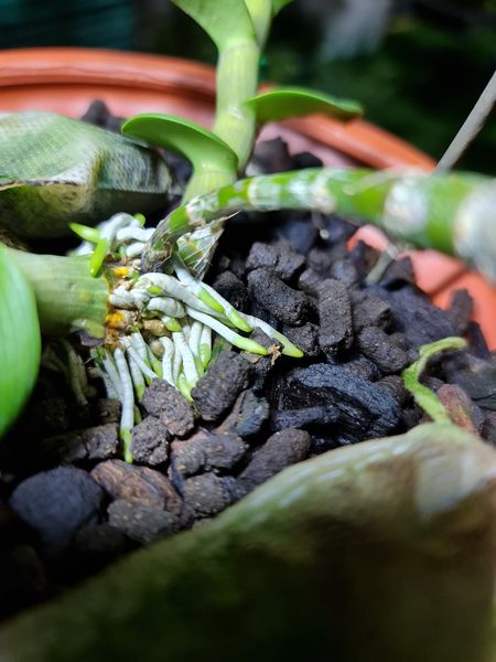 Phân trùn quế viên nén VERMIS tan chậm gói 01 kg