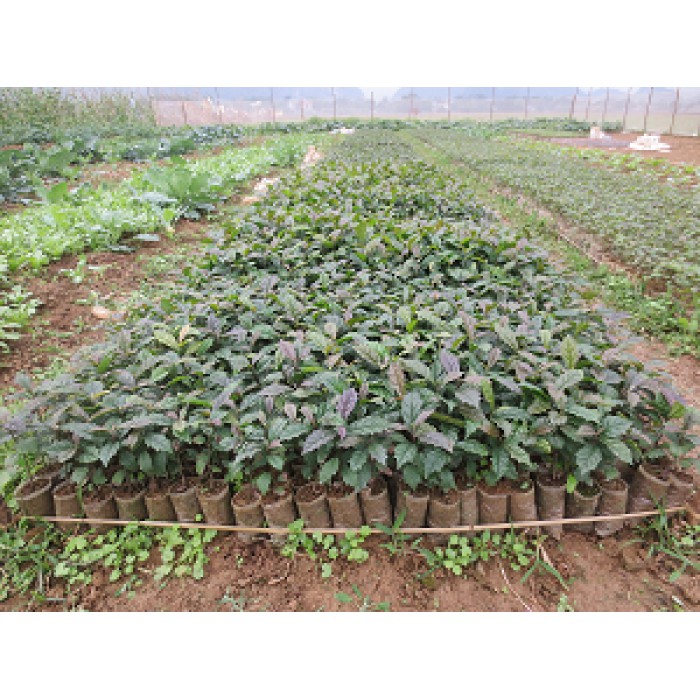 Combo 5 cây xạ đen hòa bình giống