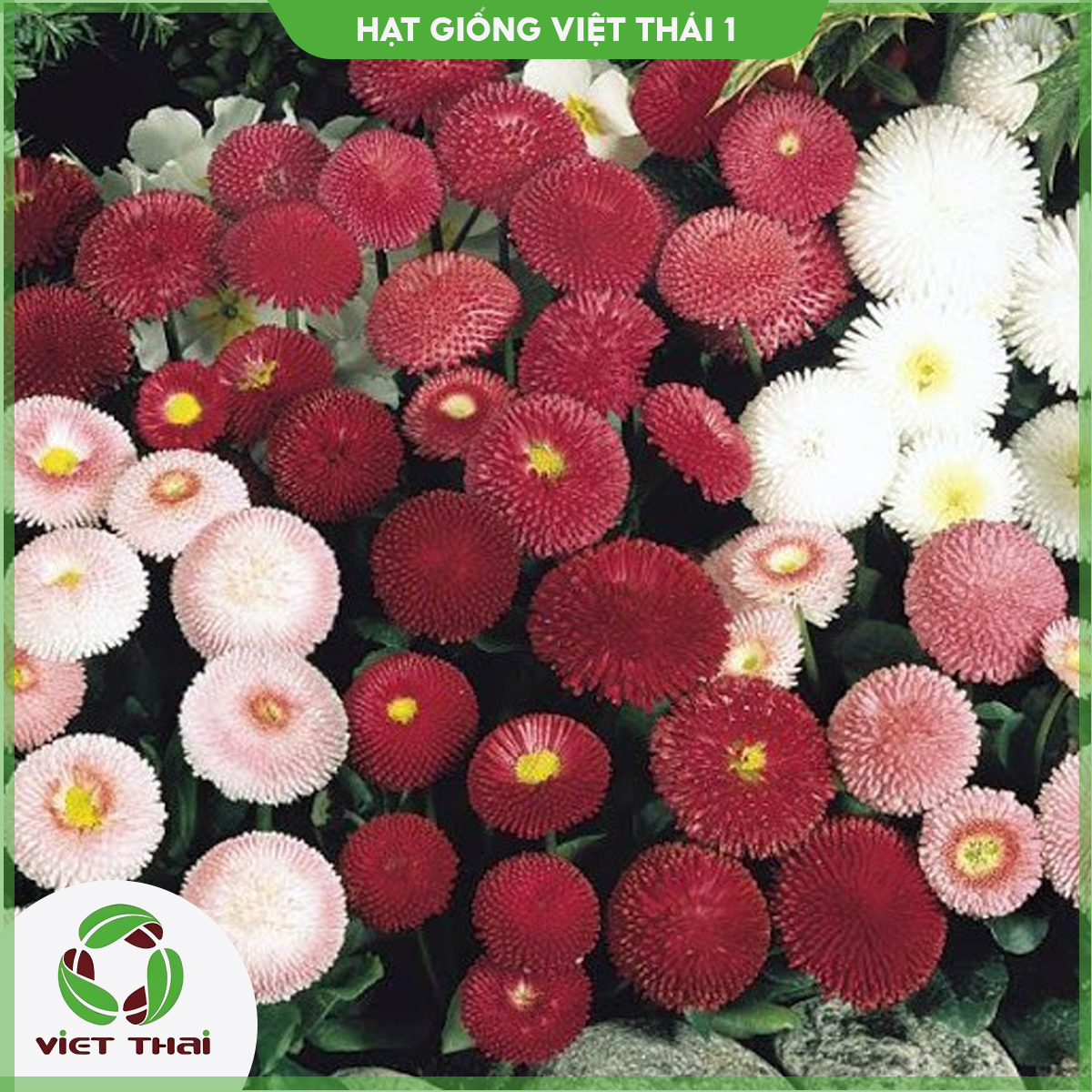 [SALE] Hạt giống hoa Cúc Hoàng Hậu - HGVT1