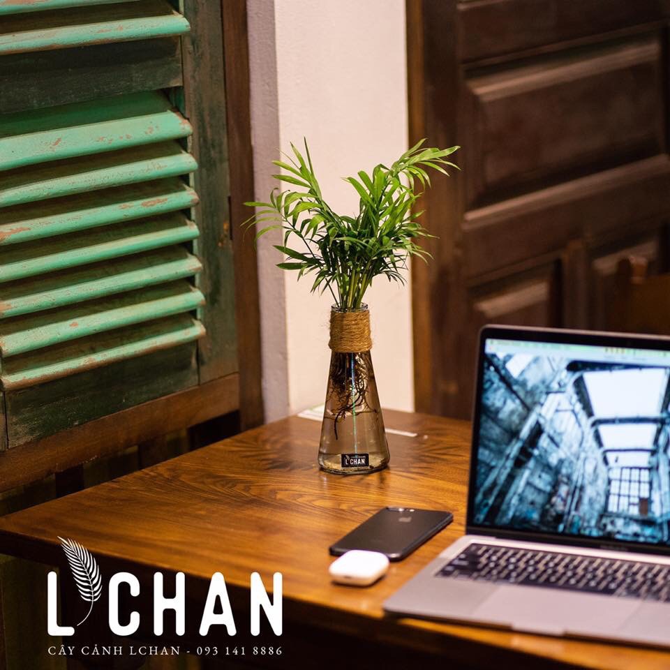 Chai Thủy Tinh Nút Gỗ, Lọ Hoa Trong (Lh34)