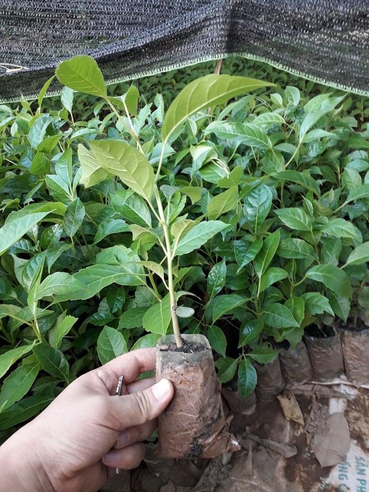 CÂY GIỐNG KÈN HỒNG