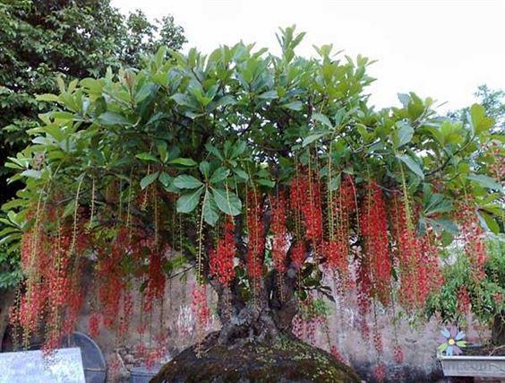 Cây giống cây lộc vừng-cây phong thủy tài lộc