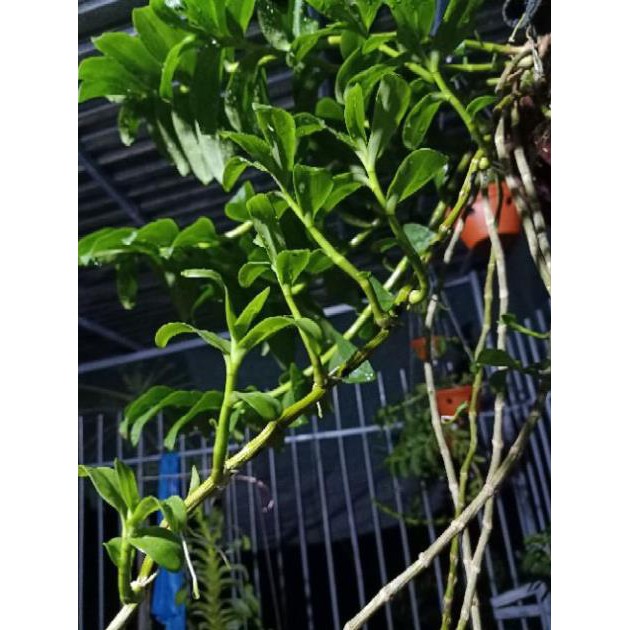 (LAN ĐỘT BIẾN) Ki phong lan phi điệp tím mặt hoa cực đẹp