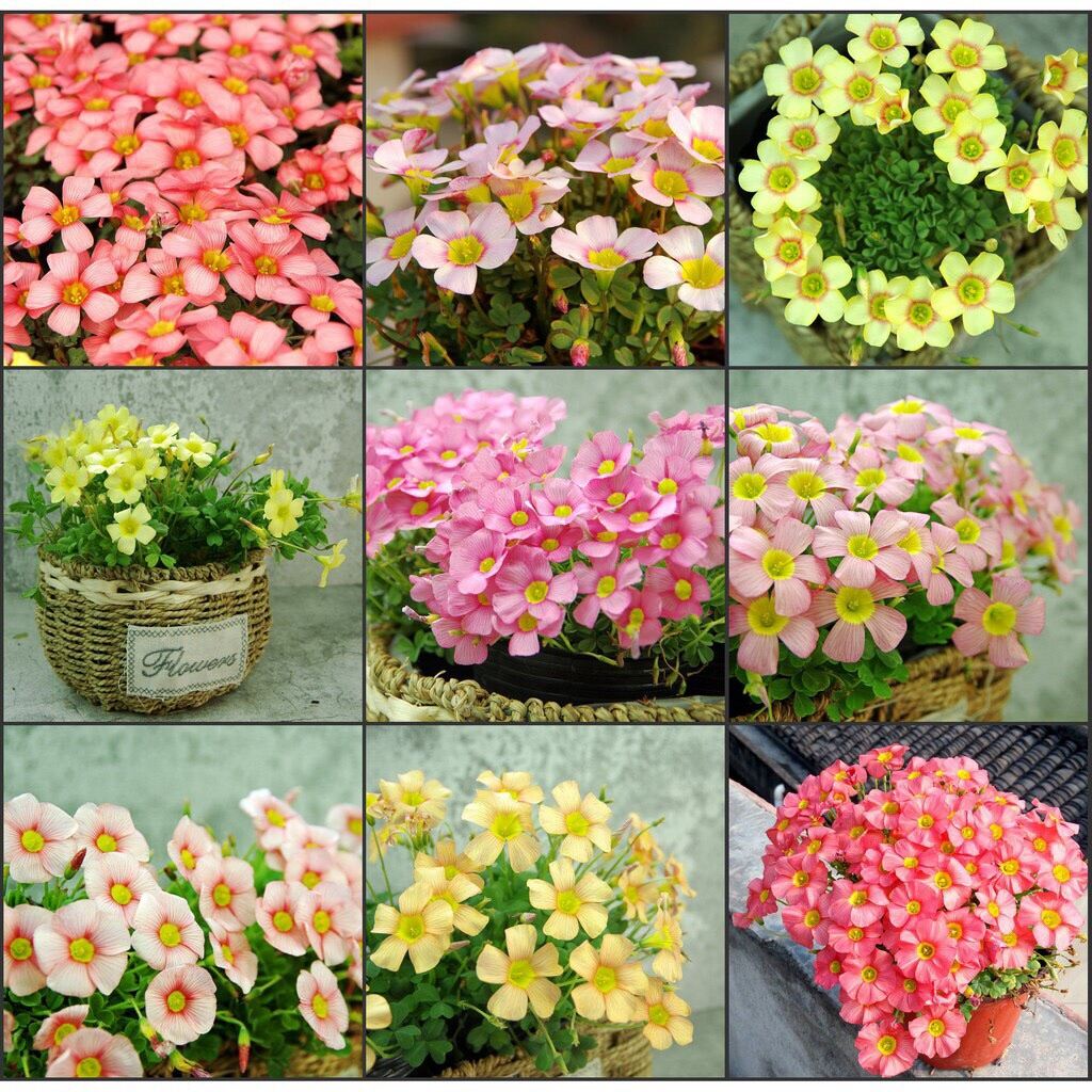 Củ hoa oxalis (5 củ giá sỉ)