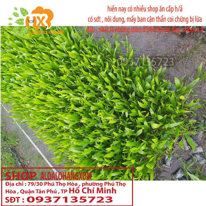 [HCM]combo 50 cây tràm lai cây giống