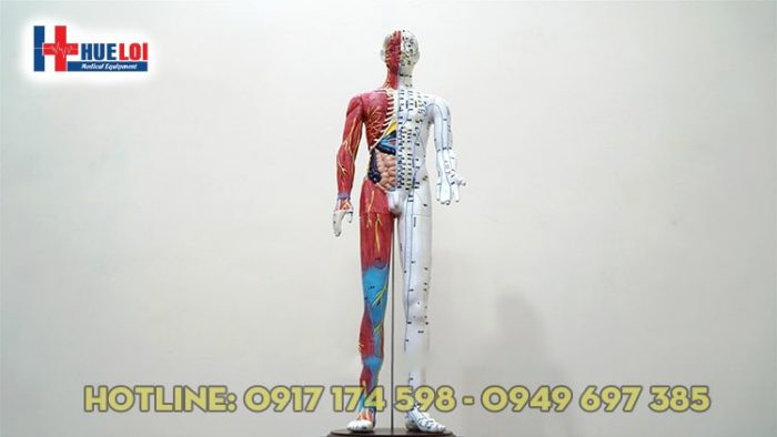 Mô hình huyệt vị kinh lạc người 65cm