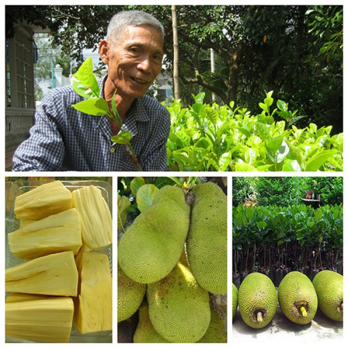 Cây giống mít không hạt siêu ngọt