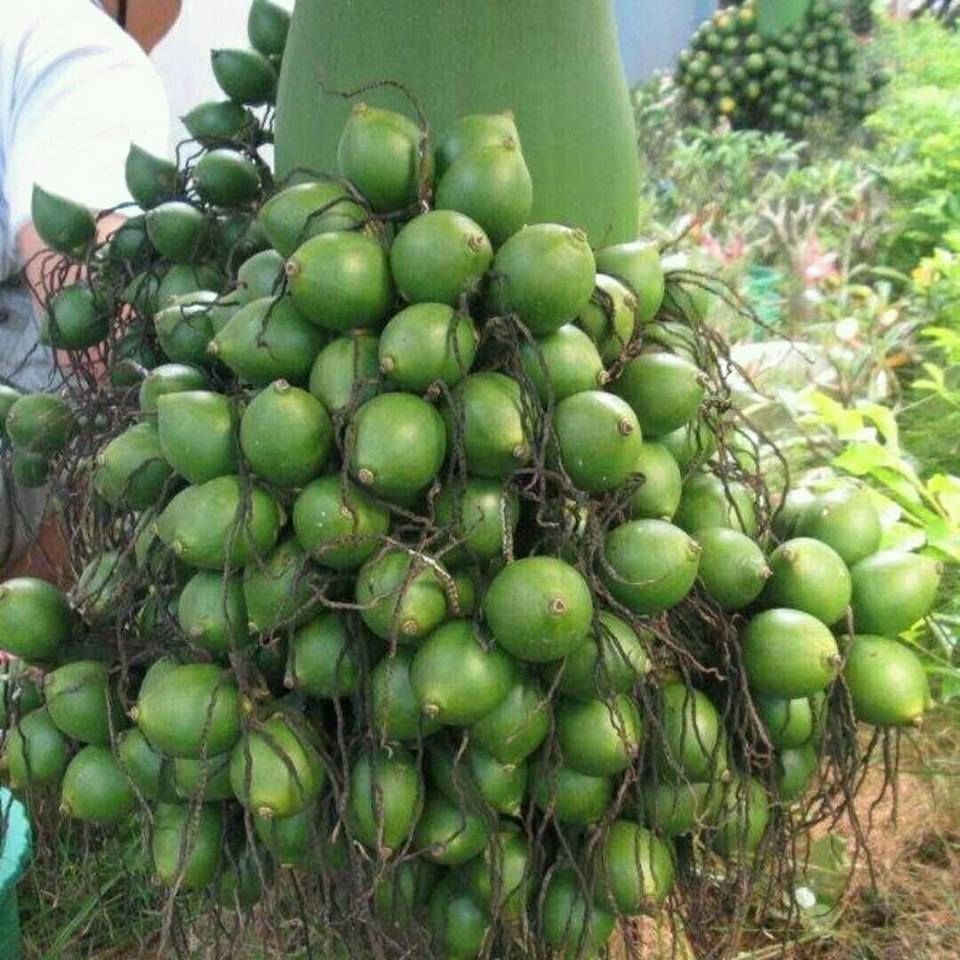 1 kg quả cau tươi miền bắc