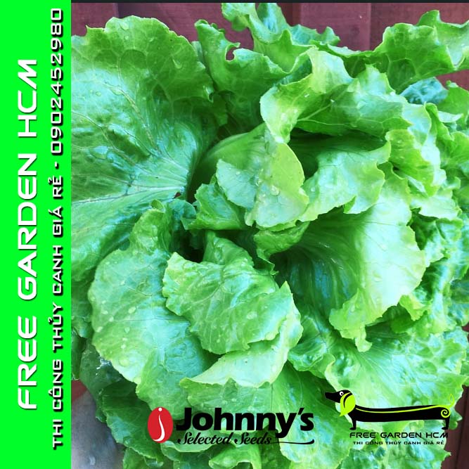 Combo 200 hạt giống xà lách bọc men nevada – johnny’s seed – mỹ