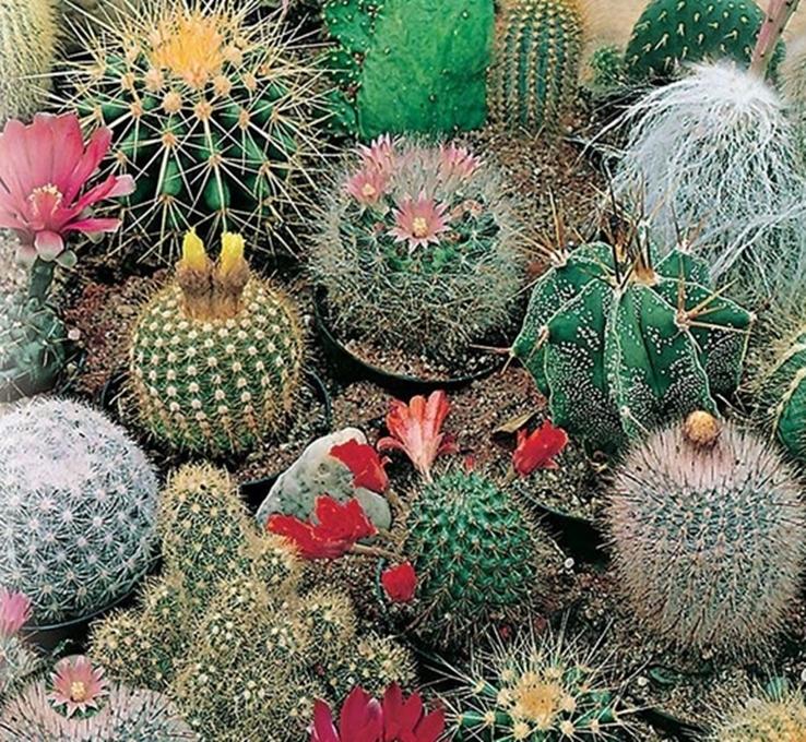 Hạt giống hoa Xương rồng
