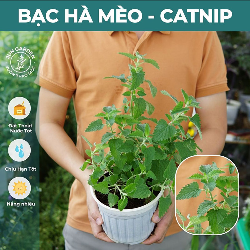 Cây Bạc Hà Mèo JUN GARDEN Catnip Và Catmint