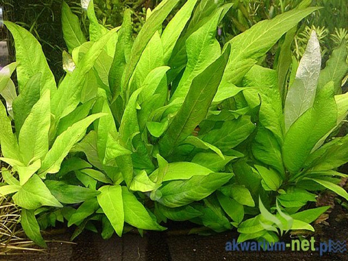 Aquarium Plants (5 Plants)