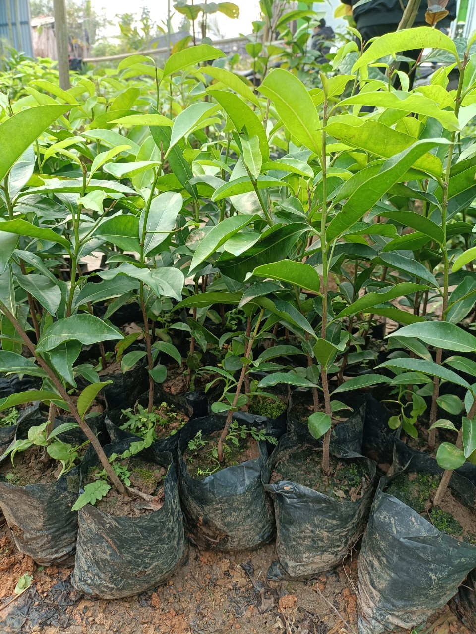 Cây giống sến xanh