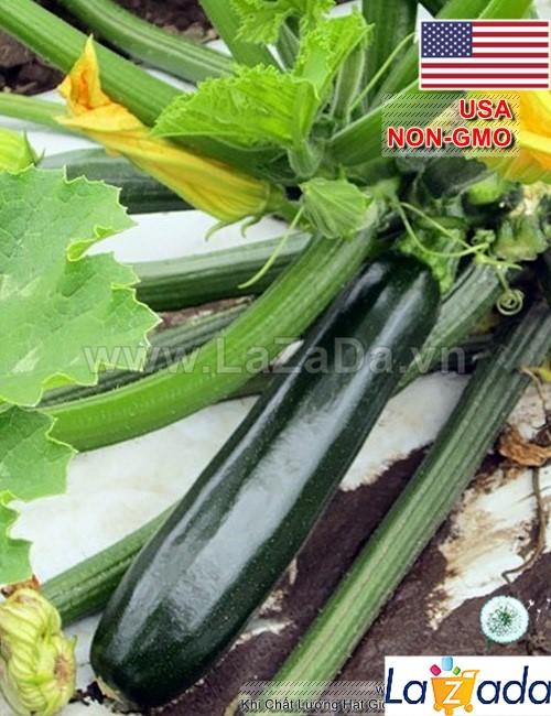 2Gr Hạt Giống Bí Ngòi Xanh Dark (A1.301| G8*W34)