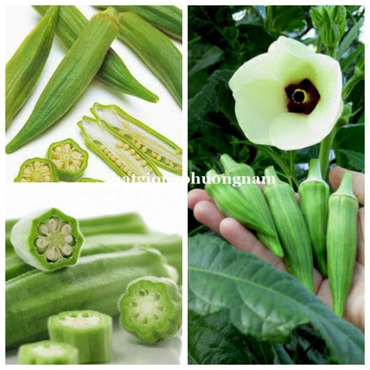 Ma54d hạt giống đậu bắp xanh 10 hạt