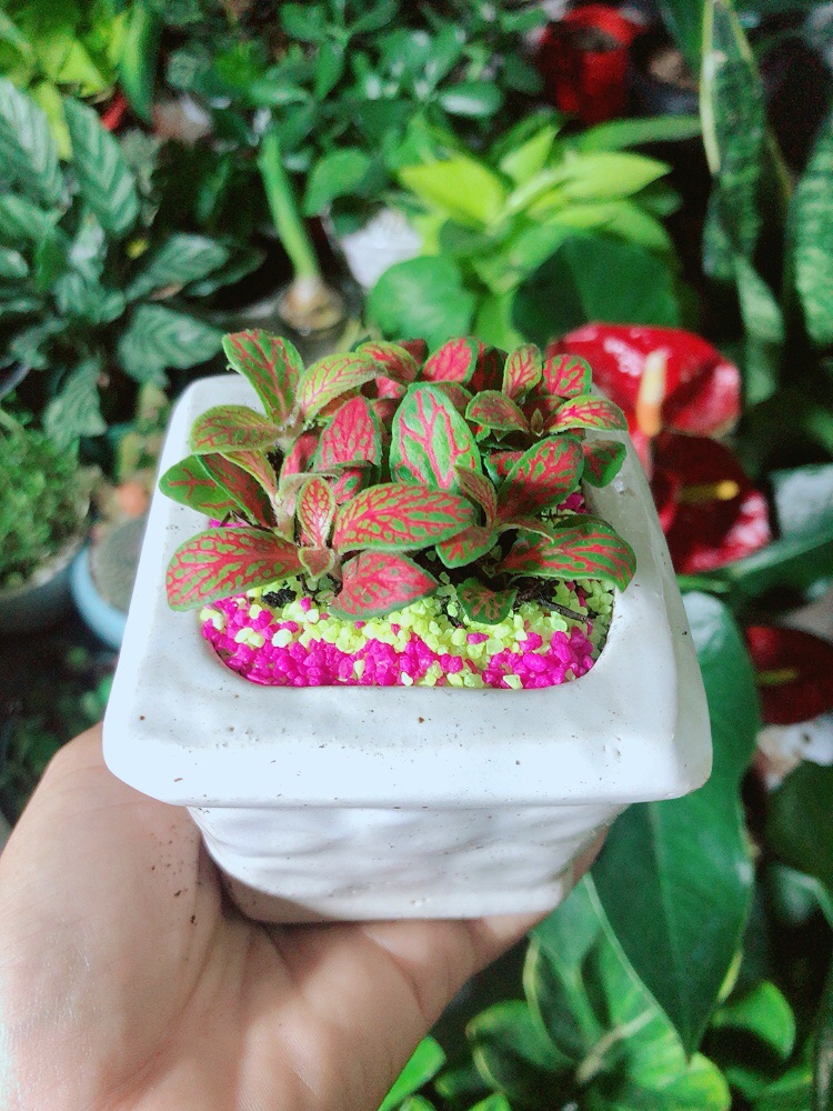 Chậu Cây Cẩm Nhung (lá may mắn) Màu Cam