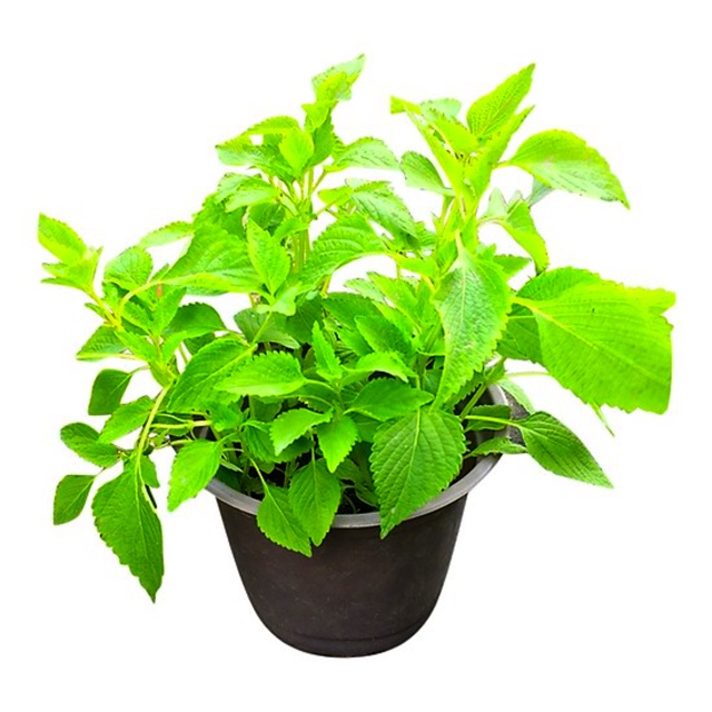 Hạt Giống Rau Kinh Giới - Rau gia vị