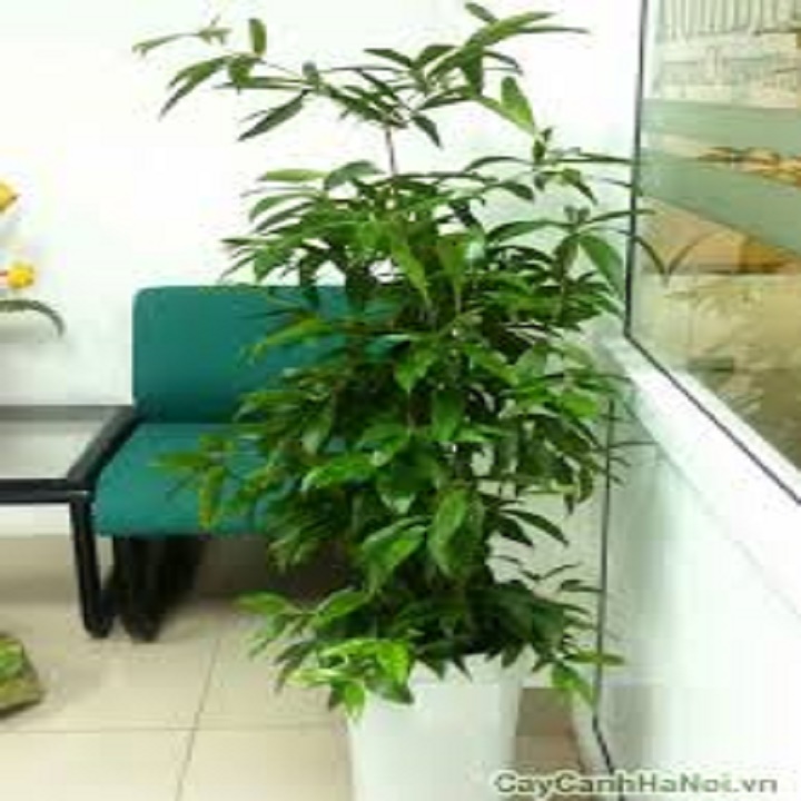 CHẬU CÂY TRÚC NHẬT lá đốm size to