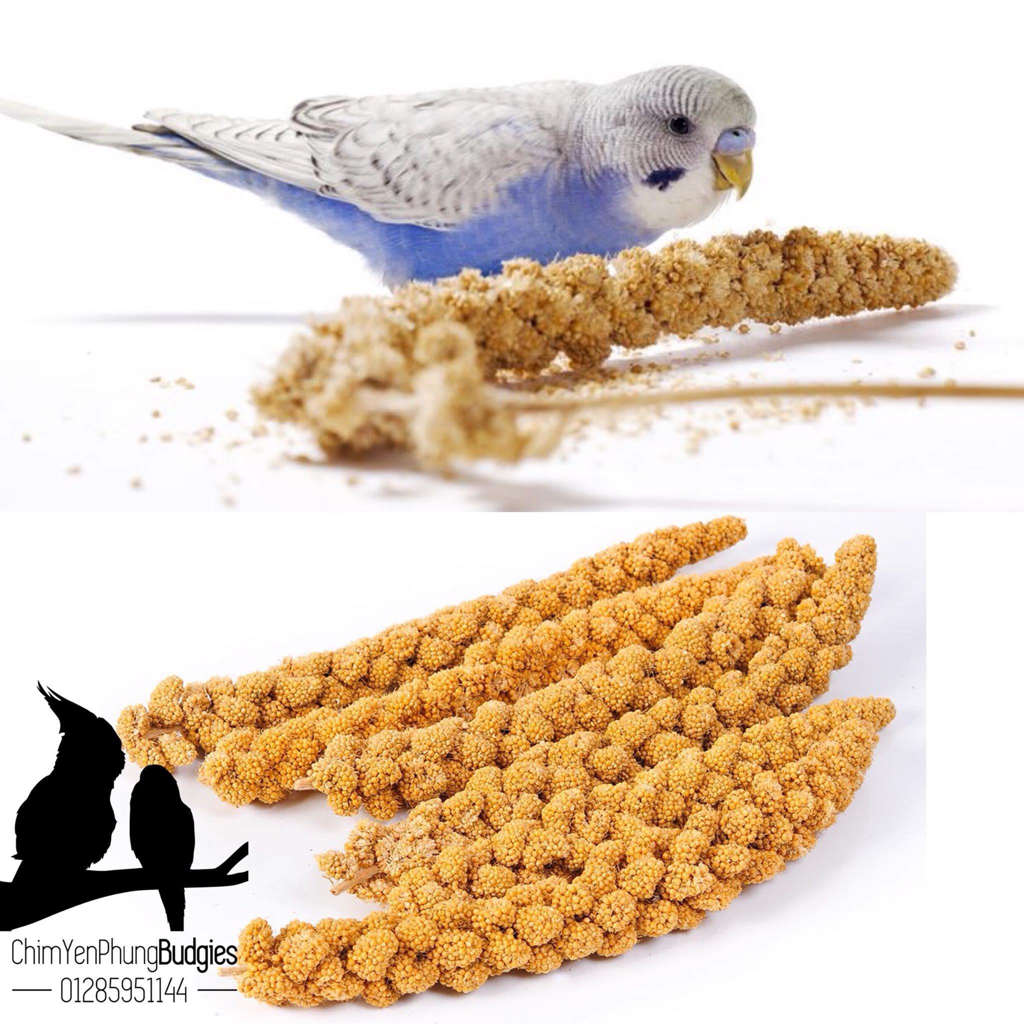 1kg kê chùm/kê bông [Spray Millet] cho Pet (Vẹt, Sóc, Hamster, Chim Cảnh) [thức ăn thú cưng]