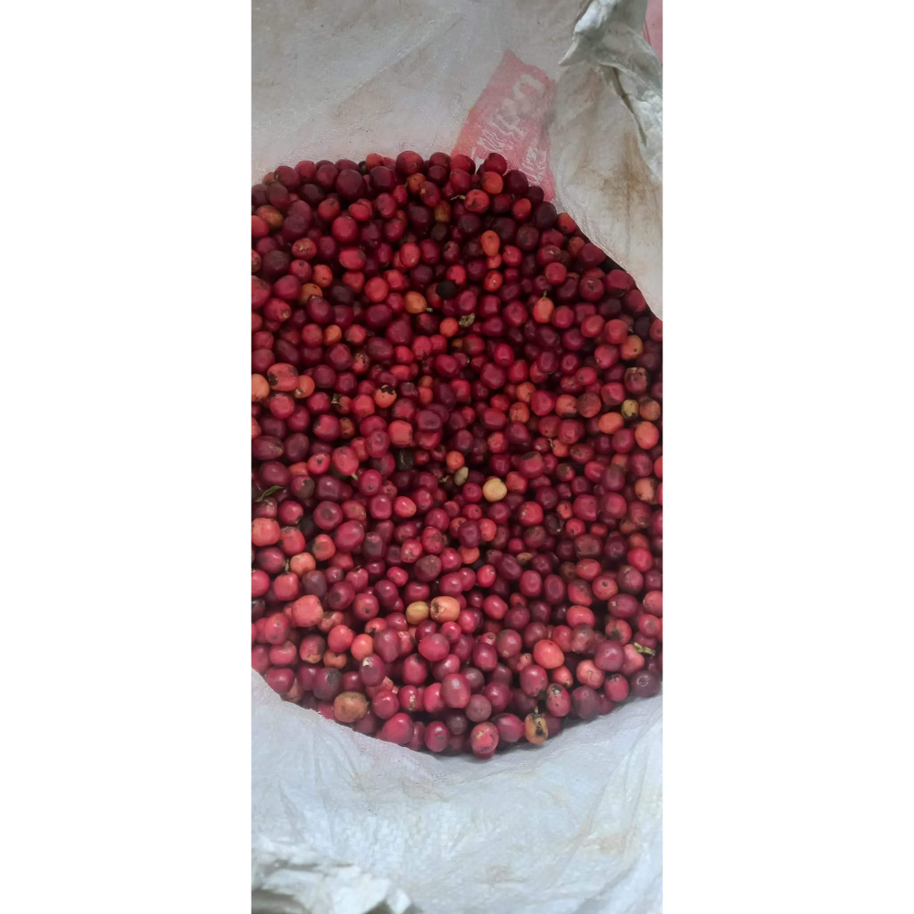 1kg HẠT Giống cà phê vối TRS1 (gói 1kg)