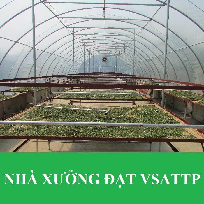 trà dây thìa canh lá to