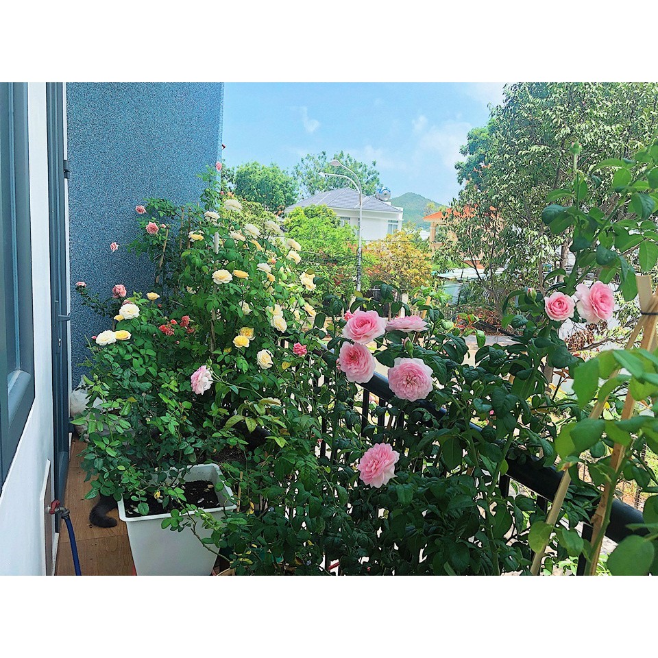 Phân dơi 75% CSV3-2-2+750M - Phân bón Hà Lan - 1kg [hàng nhập bao 25kg -đóng gói chia nhỏ lại]